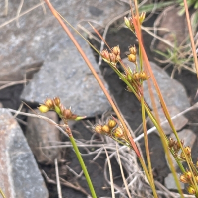 Juncus tenuis (Slender Rush) at Booth, ACT - 14 Jan 2024 by JaneR