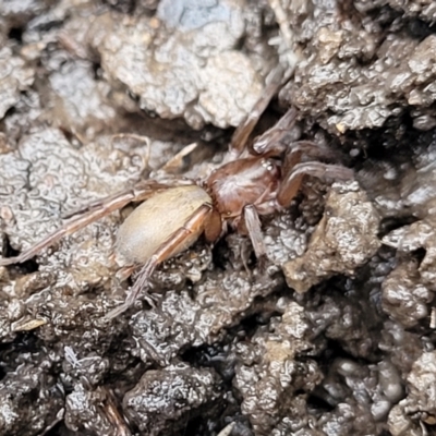 Gnaphosidae (family) (Ground spider) at Banksia Street Wetland Corridor - 14 Jan 2024 by trevorpreston