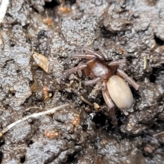 Gnaphosidae (family) at Banksia Street Wetland Corridor - 15 Jan 2024