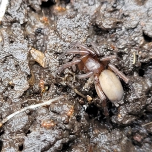 Gnaphosidae (family) at Banksia Street Wetland Corridor - 15 Jan 2024 08:23 AM