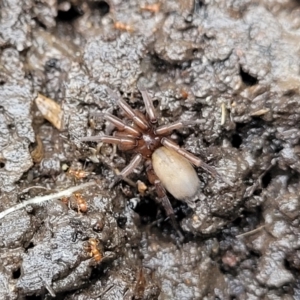 Gnaphosidae (family) at Banksia Street Wetland Corridor - 15 Jan 2024