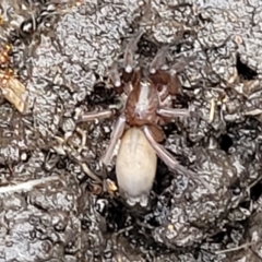 Gnaphosidae (family) at Banksia Street Wetland Corridor - 15 Jan 2024 08:23 AM