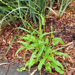 Rumex brownii (Slender Dock) at Banksia Street Wetland Corridor - 14 Jan 2024 by trevorpreston