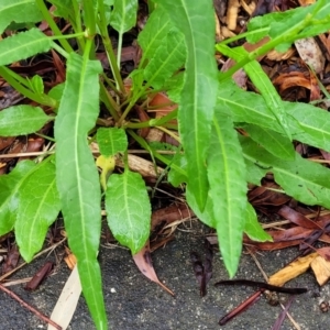 Rumex brownii at Banksia Street Wetland Corridor - 15 Jan 2024