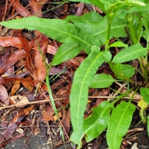 Rumex brownii at Banksia Street Wetland Corridor - 15 Jan 2024