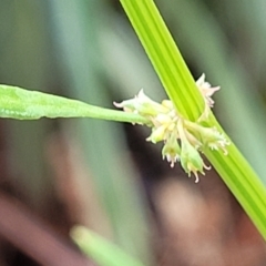 Rumex brownii at Banksia Street Wetland Corridor - 15 Jan 2024