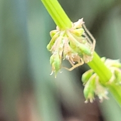 Rumex brownii at Banksia Street Wetland Corridor - 15 Jan 2024