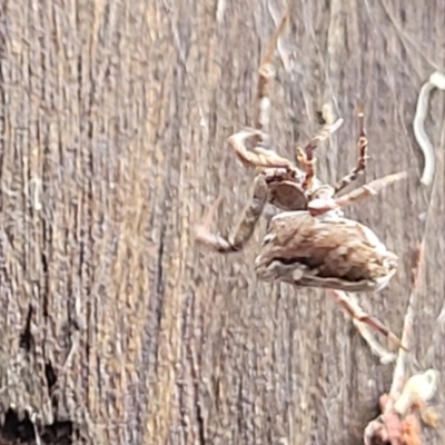 Philoponella congregabilis (Social house spider) at Banksia Street Wetland Corridor - 14 Jan 2024 by trevorpreston
