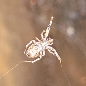 Philoponella congregabilis at Banksia Street Wetland Corridor - 15 Jan 2024