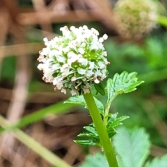 Acaena novae-zelandiae (Bidgee Widgee) at Banksia Street Wetland Corridor - 15 Jan 2024 by trevorpreston