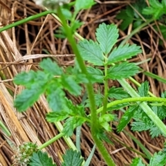 Acaena novae-zelandiae at Banksia Street Wetland Corridor - 15 Jan 2024 08:16 AM