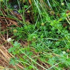 Acaena novae-zelandiae at Banksia Street Wetland Corridor - 15 Jan 2024