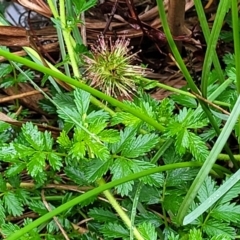 Acaena novae-zelandiae at Banksia Street Wetland Corridor - 15 Jan 2024