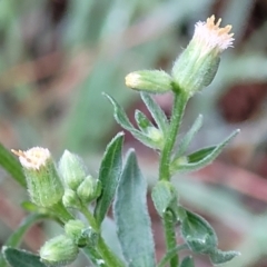 Erigeron sumatrensis (Tall Fleabane) at Banksia Street Wetland Corridor - 15 Jan 2024 by trevorpreston