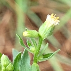 Erigeron sumatrensis at Banksia Street Wetland Corridor - 15 Jan 2024 08:15 AM