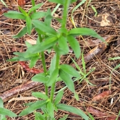 Erigeron sumatrensis at Banksia Street Wetland Corridor - 15 Jan 2024 08:15 AM