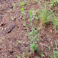 Erigeron sumatrensis at Banksia Street Wetland Corridor - 15 Jan 2024 08:15 AM