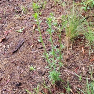 Erigeron sumatrensis at Banksia Street Wetland Corridor - 15 Jan 2024