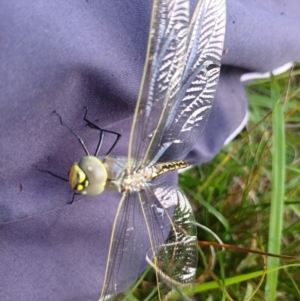 Anax papuensis at Bass Gardens Park, Griffith - 13 Jan 2024