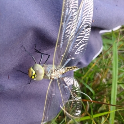 Anax papuensis (Australian Emperor) at Bass Gardens Park, Griffith - 13 Jan 2024 by SRoss