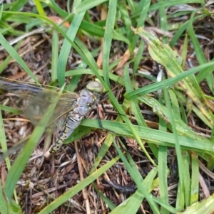 Anax papuensis at Bass Gardens Park, Griffith - 13 Jan 2024