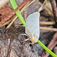 Anzora unicolor (Grey Planthopper) at O'Connor, ACT - 14 Jan 2024 by trevorpreston