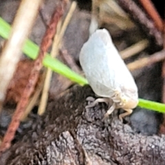 Anzora unicolor at O'Connor, ACT - 15 Jan 2024