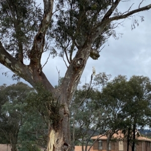 Cacatua galerita at Wanniassa, ACT - 14 Jan 2024