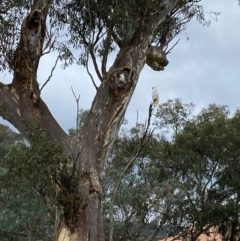 Cacatua galerita at Wanniassa, ACT - 14 Jan 2024 11:01 AM