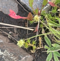 Scleranthus diander (Many-flowered Knawel) at Booth, ACT - 14 Jan 2024 by JaneR