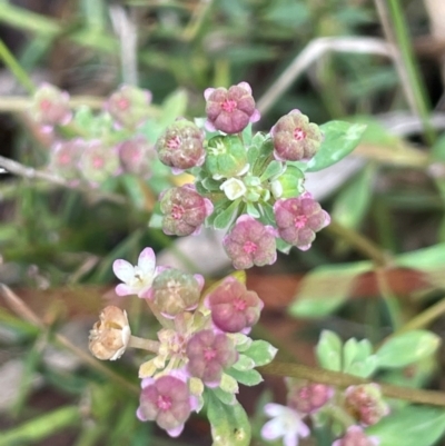 Poranthera microphylla (Small Poranthera) at Namadgi National Park - 14 Jan 2024 by JaneR