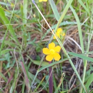 Hypericum gramineum at Bass Gardens Park, Griffith - 13 Jan 2024 11:05 AM