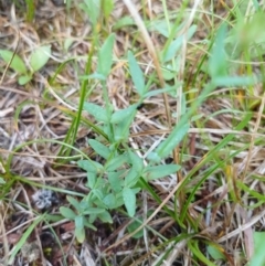 Hypericum gramineum at Bass Gardens Park, Griffith - 13 Jan 2024 11:05 AM