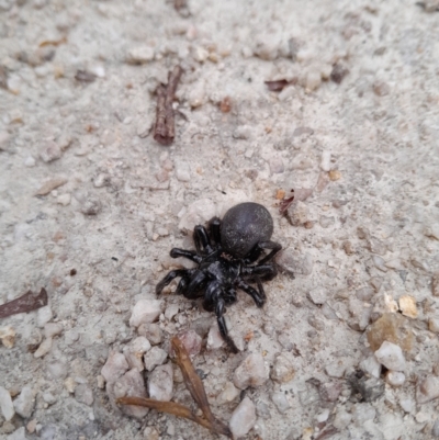 Hadronyche sp. (genus) (A funnel web) at Tidbinbilla Nature Reserve - 24 Dec 2023 by kristi.lee@act.gov.au