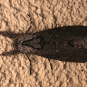 Endoxyla (genus) at Ainslie, ACT - 12 Jan 2024 10:51 PM