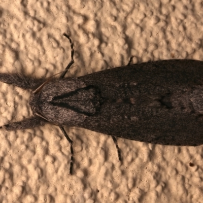 Endoxyla (genus) (Unknown Wood Moth) at Ainslie, ACT - 12 Jan 2024 by jb2602
