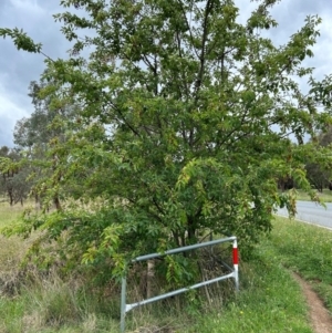 Prunus lusitanica at Watson, ACT - 14 Jan 2024