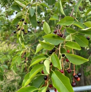 Prunus lusitanica at Watson, ACT - 14 Jan 2024