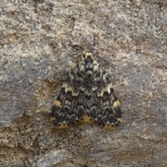 Halone sinuata (Rock Lichen Moth) at Bicentennial Park - 15 Jan 2024 by Paul4K