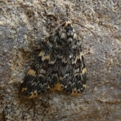 Halone sinuata at Bicentennial Park - 15 Jan 2024