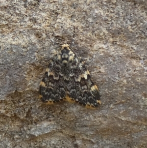 Halone sinuata at Bicentennial Park - 15 Jan 2024