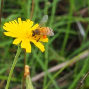 Apis mellifera at Griffith Woodland (GRW) - 14 Jan 2024 12:35 PM