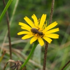 Lasioglossum (Chilalictus) sp. (genus & subgenus) (Halictid bee) at Griffith Woodland - 14 Jan 2024 by JodieR