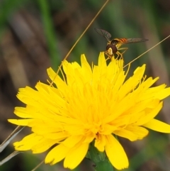 Sphaerophoria sp. (genus) (A hoverfly) at Griffith Woodland (GRW) - 14 Jan 2024 by JodieR