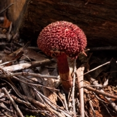 Unidentified Fungus at Bundanoon, NSW - 11 Jan 2024 by Aussiegall