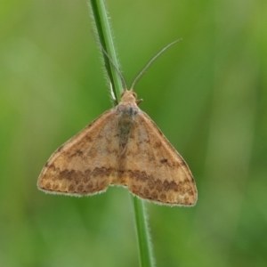 Scopula rubraria at Griffith Woodland (GRW) - 14 Jan 2024 12:40 PM