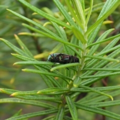 Melobasis sp. (genus) at Griffith Woodland (GRW) - 14 Jan 2024