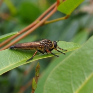 Zosteria rosevillensis at Griffith Woodland (GRW) - 14 Jan 2024