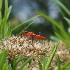 Gminatus australis (Orange assassin bug) at Griffith Woodland - 14 Jan 2024 by JodieR