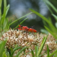 Gminatus australis (Orange assassin bug) at Griffith Woodland (GRW) - 14 Jan 2024 by JodieR